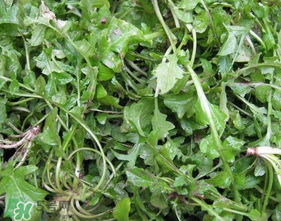 薺菜葉子黃了能吃嗎？薺菜發(fā)黃能吃嗎？