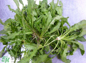 薺菜葉子黃了能吃嗎？薺菜發(fā)黃能吃嗎？