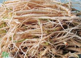 薺菜根怎么吃？薺菜根的吃法