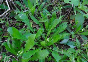 薺菜根怎么吃？薺菜根的吃法