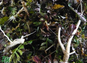 薺菜根怎么吃？薺菜根的吃法