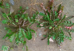 野生薺菜長什么樣？野生薺菜怎么識別？