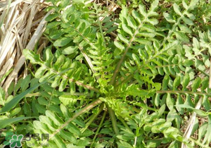 野生薺菜長什么樣？野生薺菜怎么識別？