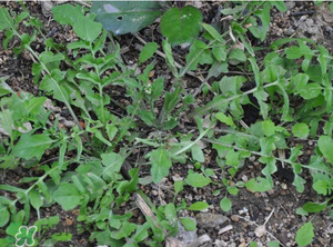 野生薺菜長什么樣？野生薺菜怎么識別？