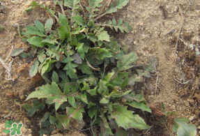 薺菜多少錢一斤？野生薺菜多少錢一斤？