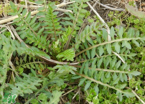 薺菜多少錢一斤？野生薺菜多少錢一斤？