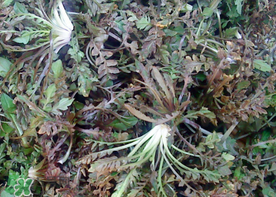 腎結(jié)石能吃薺菜嗎？腎結(jié)石可以吃薺菜嗎？