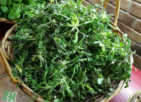 腎結(jié)石能吃薺菜嗎？腎結(jié)石可以吃薺菜嗎？