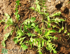 腎結(jié)石能吃薺菜嗎？腎結(jié)石可以吃薺菜嗎？