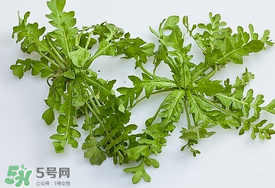 薺菜有蟲子嗎？薺菜根有蟲子嗎？