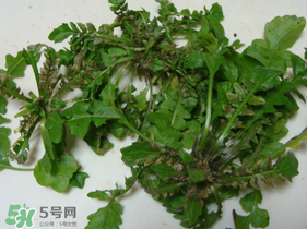 薺菜有蟲子嗎？薺菜根有蟲子嗎？