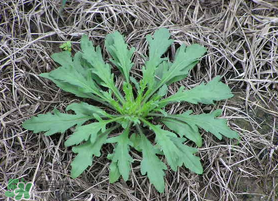 薺菜有蟲子嗎？薺菜根有蟲子嗎？