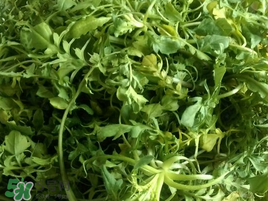 薺菜怎么保存？薺菜可以曬干存放嗎？