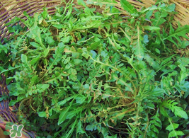 薺菜怎么保存？薺菜可以曬干存放嗎？