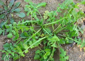 薺菜怎么保鮮？新鮮薺菜如何保鮮？