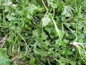 薺菜怎么保鮮？新鮮薺菜如何保鮮？