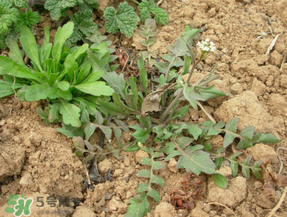 薺菜什么季節(jié)有？薺菜什么時(shí)候上市？