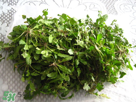 薺菜什么時(shí)候播種？薺菜什么時(shí)候挖？