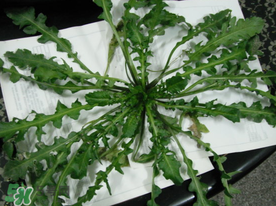 薺菜什么時(shí)候播種？薺菜什么時(shí)候挖？