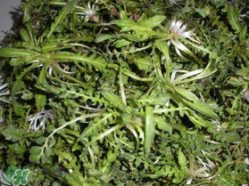 薺菜什么時(shí)候播種？薺菜什么時(shí)候挖？