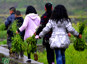 芥菜什么人不能吃？薺菜適合什么人吃？