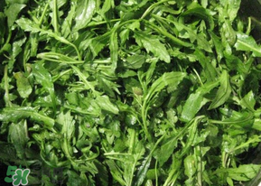 芥菜什么人不能吃？薺菜適合什么人吃？