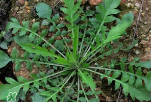 哺乳期能吃薺菜嗎？哺乳期吃薺菜會(huì)回奶嗎？