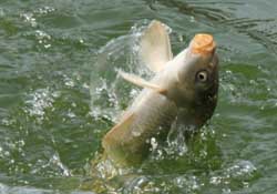 3月份釣什么魚？3月份怎么釣魚？