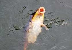 三月份釣鯉魚好釣嗎？3月份釣鯉魚用什么好？