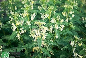 黃芪泡水喝的功效與副作用？黃芪有什么作用？