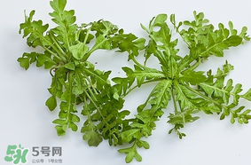 薺菜是什么菜？薺菜是什么野菜？