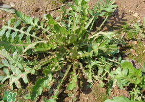 薺菜是什么菜？薺菜是什么野菜？