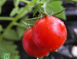 薺菜可以和西紅柿一起吃嗎？薺菜和西紅柿一起吃好嗎？