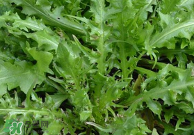 薺菜可以和西紅柿一起吃嗎？薺菜和西紅柿一起吃好嗎？