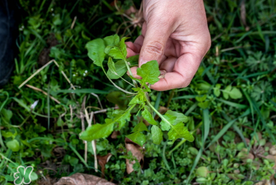 薺菜能和青菜一起吃嗎？薺菜和青菜一起吃好嗎？