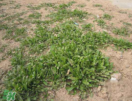 薺菜上有白點(diǎn)能吃嗎？薺菜背面有白點(diǎn)是什么？