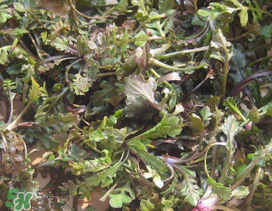 薺菜上有白點(diǎn)能吃嗎？薺菜背面有白點(diǎn)是什么？