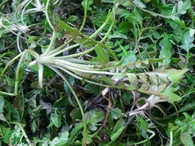 薺菜上有黑點(diǎn)能吃嗎？薺菜葉子上的黑點(diǎn)怎么回事？