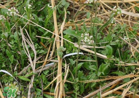 薺菜上有黑點(diǎn)能吃嗎？薺菜葉子上的黑點(diǎn)怎么回事？