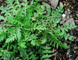 薺菜上有黑點(diǎn)能吃嗎？薺菜葉子上的黑點(diǎn)怎么回事？