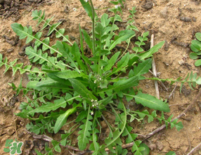 薺菜上的蟲子可以吃嗎？薺菜有蟲能吃嗎？