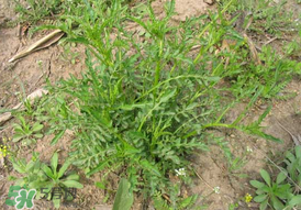 薺菜需要焯水嗎？薺菜焯水的好處