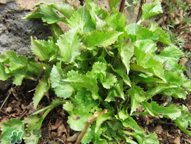 蒲公英和薺菜的能同食嗎？薺菜和蒲公英的區(qū)別