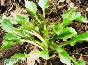 蒲公英和薺菜的能同食嗎？薺菜和蒲公英的區(qū)別