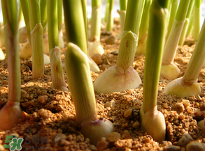 3月份可以種大蒜嗎？三月份種什么農(nóng)作物？