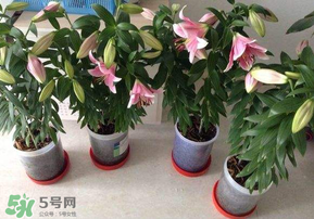 3月份可以種百合花嗎？百合幾月種植？