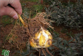 3月份可以種百合花嗎？百合幾月種植？