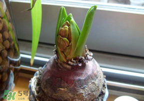 三月份可以種風(fēng)信子嗎？風(fēng)信子幾月份種植？