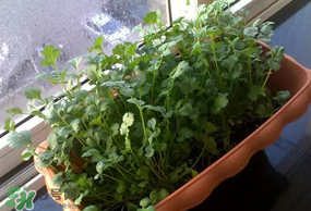 三月份可以種香菜嗎？香菜幾月份播種？