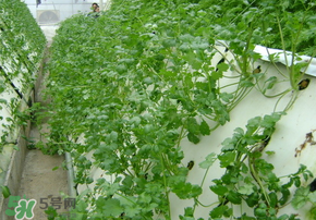 三月份可以種香菜嗎？香菜幾月份播種？